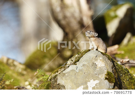 Pika (Hokkaido) 78691778