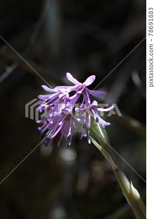 少女白痴在森林微濕的樹蔭下盛開。 78691883