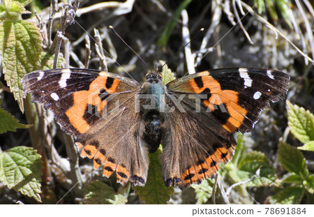 紅海軍上將展翅,棲息在蕁麻葉上,曬太陽 紅海軍上將展翅,棲息在蕁麻葉上,曬太陽 78691884