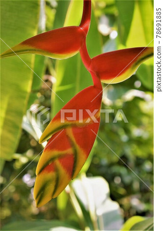 Heliconia Rostrata-鸚鵡的喙狀花 78691885