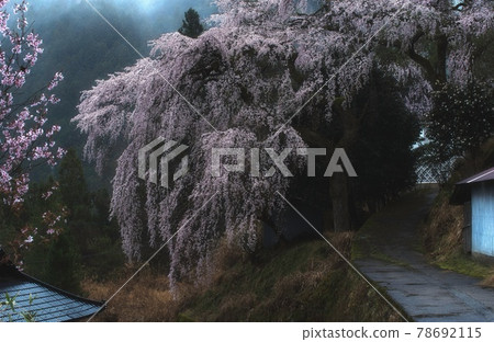 Kaibara的垂枝櫻花 78692115