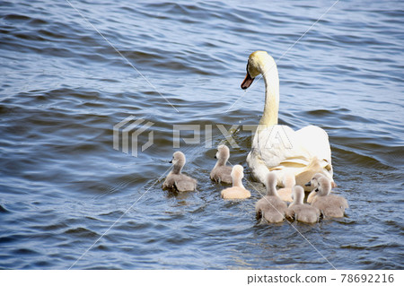 Parent and child of swans swimming by the water 78692216