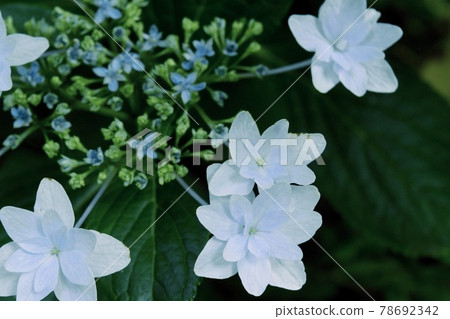 hydrangea   78692342