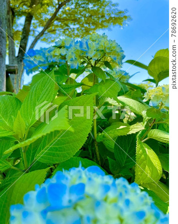 藍色繡球花 78692620