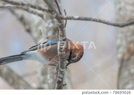 Hokkaido winter bird 78693026