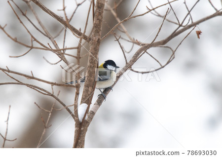 Hokkaido winter bird 78693030