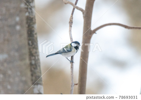 Hokkaido winter bird 78693031
