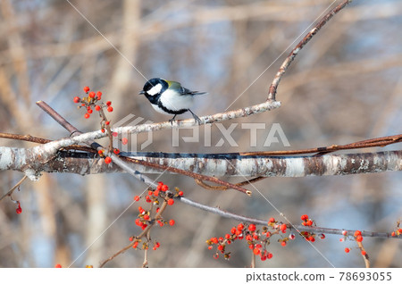 北海道冬鳥 照片素材 圖片 圖庫