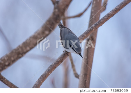 Hokkaido winter bird 78693069
