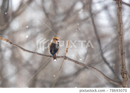 北海道冬鳥 北海道冬鳥 78693070