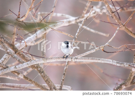 Hokkaido winter bird 78693074