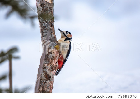 北海道冬鳥 照片素材 圖片 圖庫