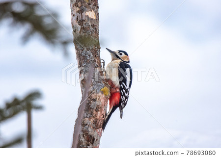 Hokkaido winter bird Hokkaido winter bird 78693080