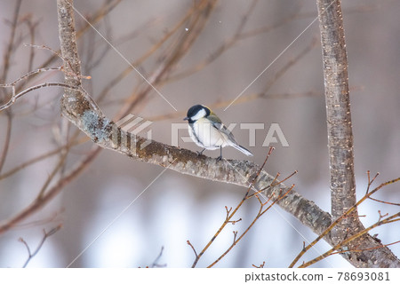 Hokkaido winter bird Hokkaido winter bird 78693081