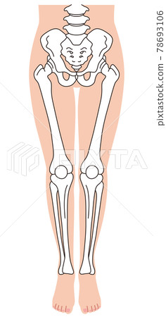 Pelvis leg skeleton Pelvis leg skeleton 78693106