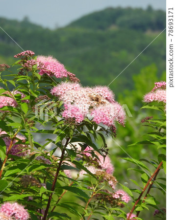 Flower of "Shimotsukesou" in full bloom Flower of "Shimotsukesou" in full bloom 78693171