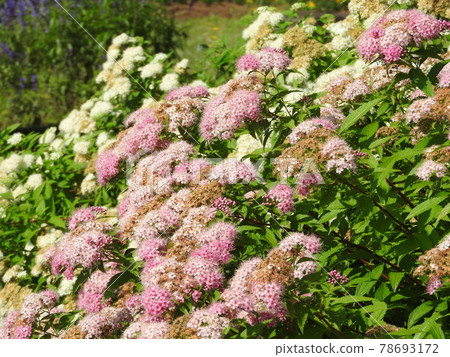 Flower of "Shimotsukesou" in full bloom Flower of "Shimotsukesou" in full bloom 78693172
