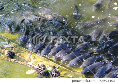 Ueno Shinobazu Pond carp flocking to the bait Ueno Shinobazu Pond carp flocking to the bait 78693408
