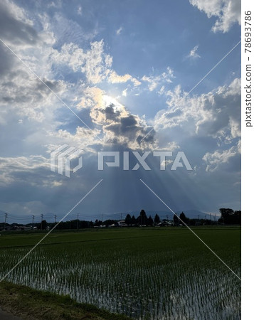 Divine and mysterious sky and rice fields Divine and mysterious sky and rice fields 78693786