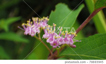 開花的beautyberry [綠色背景] 78693945