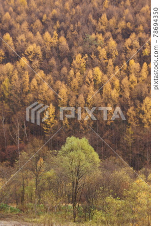 Yellow conifers and green hardwoods_late autumn Yellow conifers and green hardwoods_late autumn 78694350