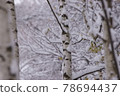 Snow on the birch forest_beginning of winter 78694437