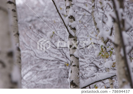 白樺林的雪_冬天的開始 白樺林的雪_冬天的開始 78694437
