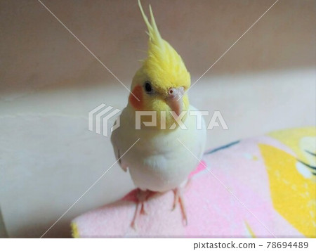 Cockatiels on hands 78694489