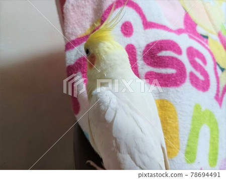 Cockatiels on hands 78694491