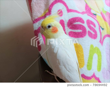 Cockatiels on hands Cockatiels on hands 78694492