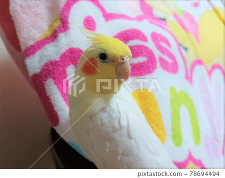 Cockatiels on hands Cockatiels on hands 78694494