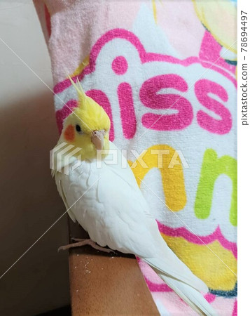 在手上的玄鳳 在手上的玄鳳 78694497