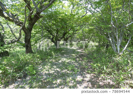 Scenery of a path in the forest 78694544