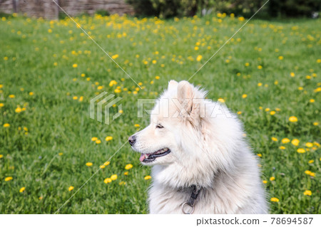 A cute Samoyed dog sits on a lawn with dandelions and looks into the distance . Summer vacation concept A cute Samoyed dog sits on a lawn with dandelions and looks into the distance . Summer vacation concept 78694587