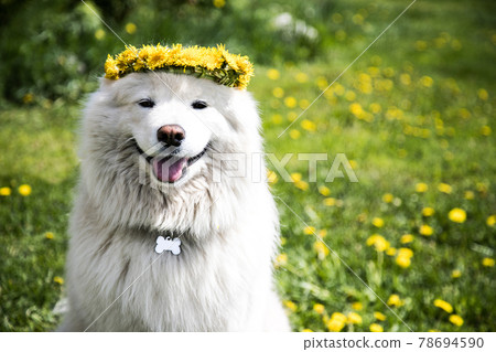 A beautiful Samoyed dog in a wreath of dandelions sits on the lawn with dandelions and looks into the frame . Summer vacation concept A beautiful Samoyed dog in a wreath of dandelions sits on the lawn with dandelions and looks into the frame . Summer vacation concept 78694590