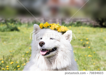 A cheerful Samoyed dog wearing a dandelion wreath. The concept of summer happiness A cheerful Samoyed dog wearing a dandelion wreath. The concept of summer happiness 78694603