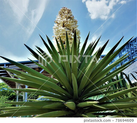 Yucca Trecleana-Cream-white flowers are attached high in a conical shape and are wonderful! Yucca Trecleana-Cream-white flowers are attached high in a conical shape and are wonderful! 78694609