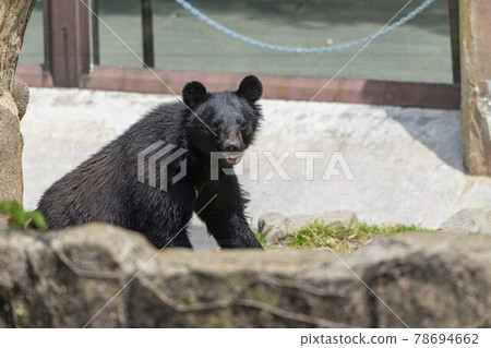 Zoo scenery, Asian black bear, Sendai City, Miyagi Prefecture Zoo scenery, Asian black bear, Sendai City, Miyagi Prefecture 78694662
