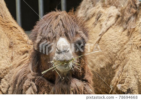 Zoo scenery Bactrian camel face Sendai City, Miyagi Prefecture Zoo scenery Bactrian camel face Sendai City, Miyagi Prefecture 78694668