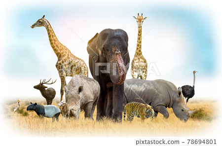 African safari and Asian animals in the theme illustration, filled with many animals, a white border image 78694801