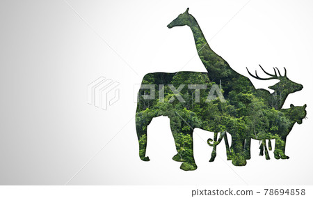 African safari and Asian animals in the theme illustration, filled with many animals, a white border image African safari and Asian animals in the theme illustration, filled with many animals, a white border image 78694858
