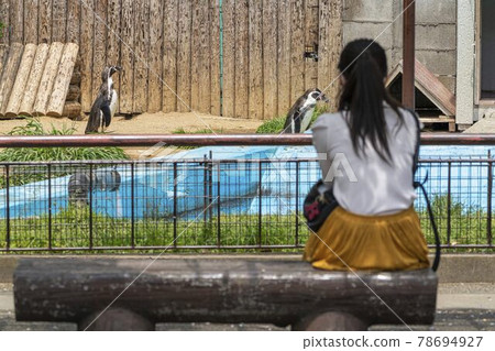 動物園風光仙台太白區,女人凝視洪堡企鵝 動物園風光仙台太白區,女人凝視洪堡企鵝 78694927