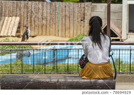 動物園風光仙台太白區,女人凝視洪堡企鵝 動物園風光仙台太白區,女人凝視洪堡企鵝 78694929