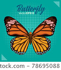 Butterfly vector illustration 78695088