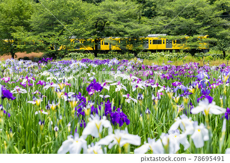 優雅綻放為初夏上色的綾女 78695491