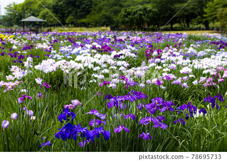 優雅綻放為初夏上色的綾女 78695733