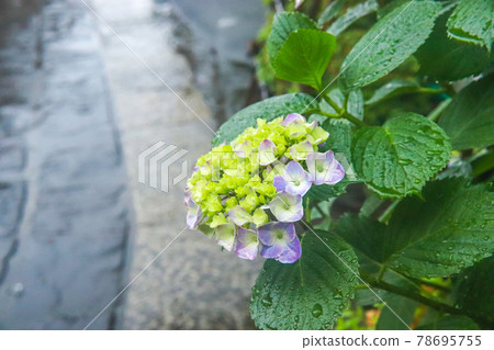 繡球花 繡球花 繡球花花瓣紫色 美麗美麗 雨季 雨季清爽 六月 繡球花 繡球花 繡球花花瓣紫色 美麗美麗 雨季 雨季清爽 六月 78695755