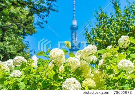 Cityscape of Tokyo Hydrangea in Sumida Park during the rainy season 78695978