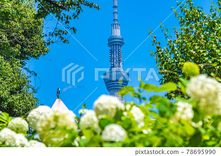 墨田公園東京繡球花雨季城市景觀 照片素材 圖片 圖庫