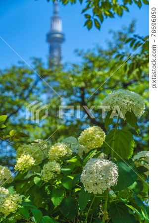 Cityscape of Tokyo Hydrangea in Sumida Park during the rainy season 78696050